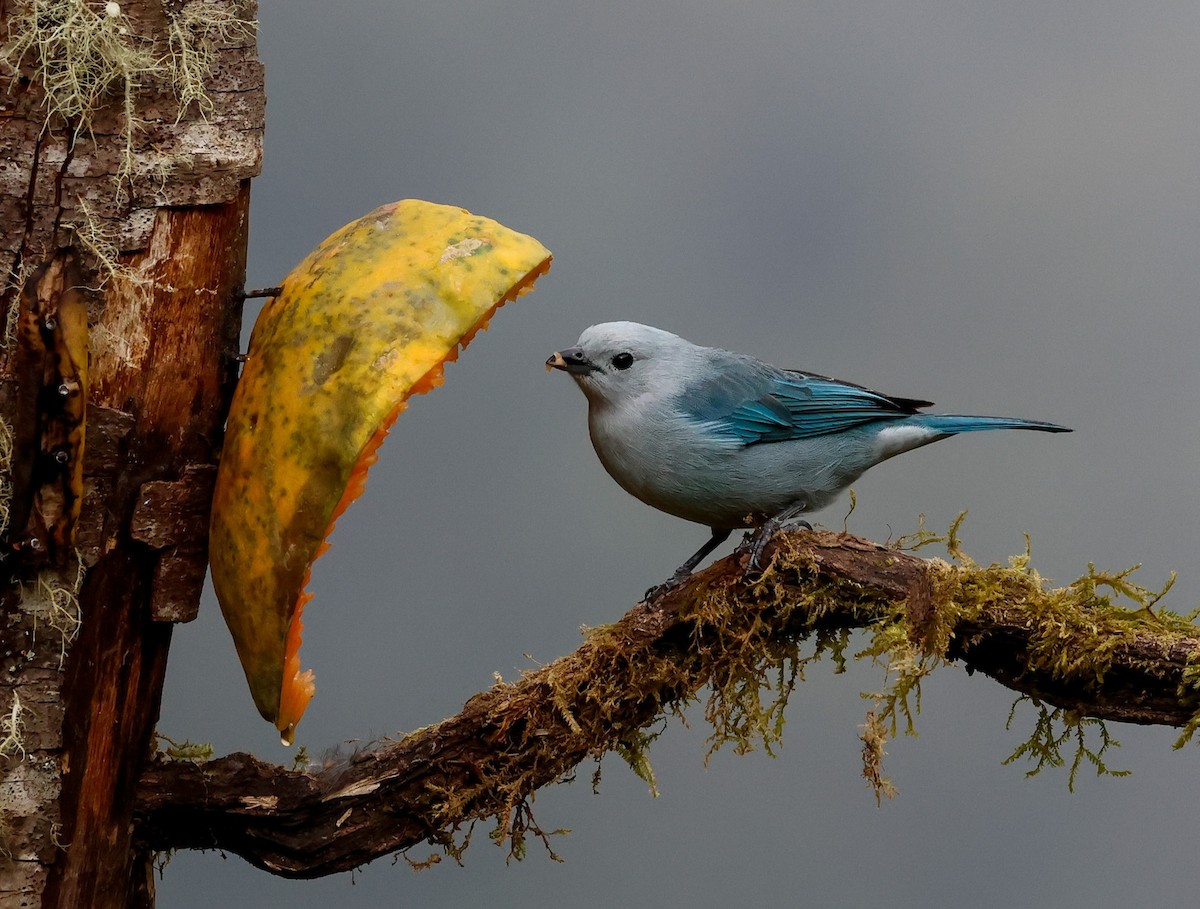 Blue-gray Tanager - ML619088984