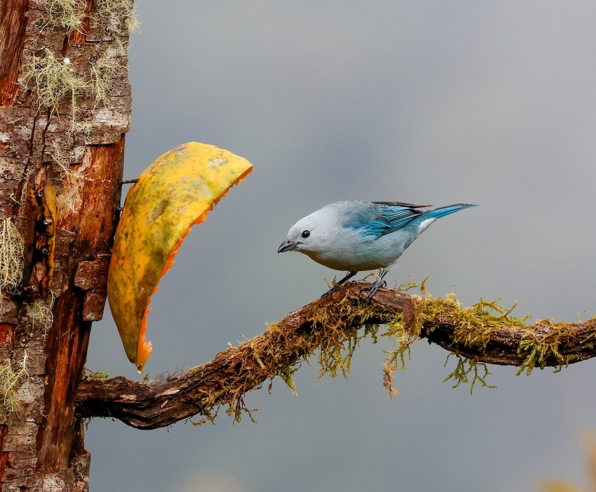Blue-gray Tanager - ML619088985
