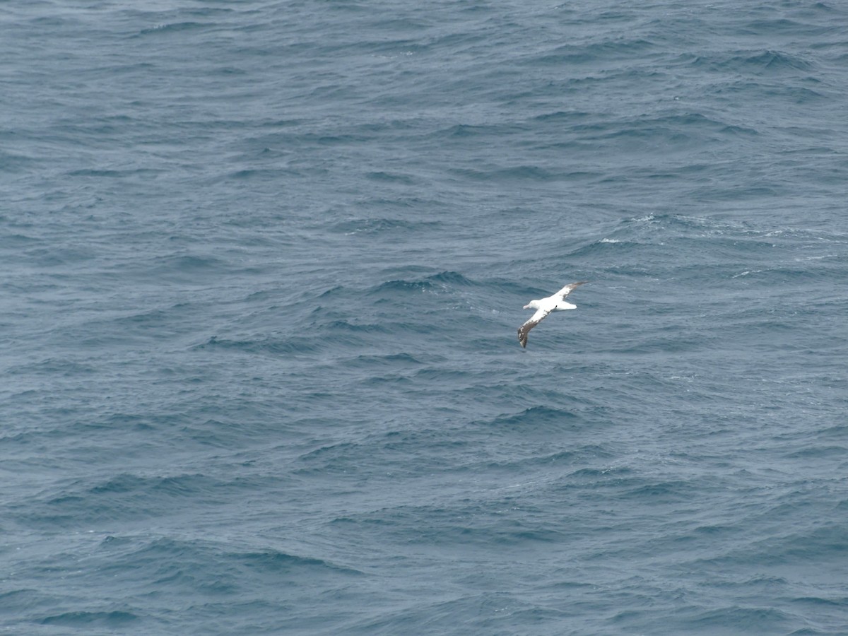 Northern Royal Albatross - ML619089061