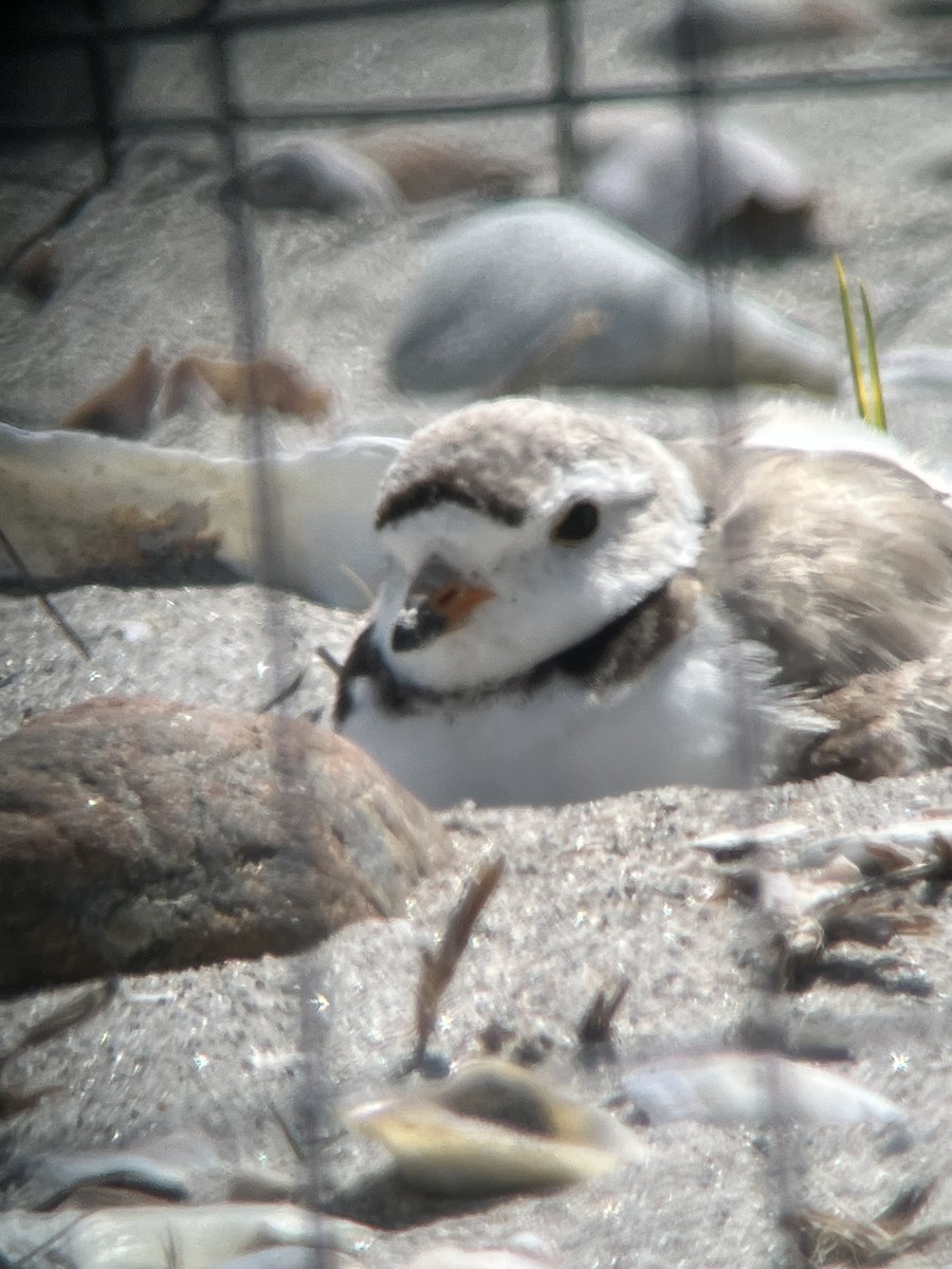 Piping Plover - ML619089072