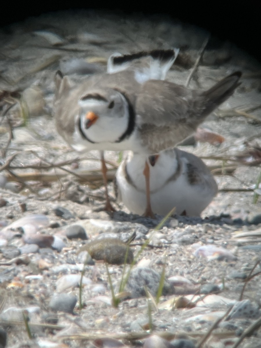 Piping Plover - ML619089073
