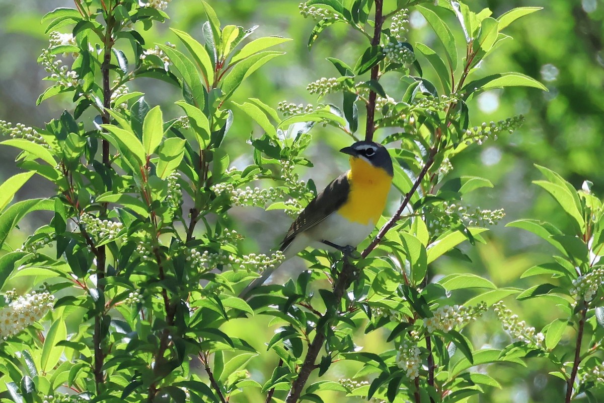Yellow-breasted Chat - ML619089082