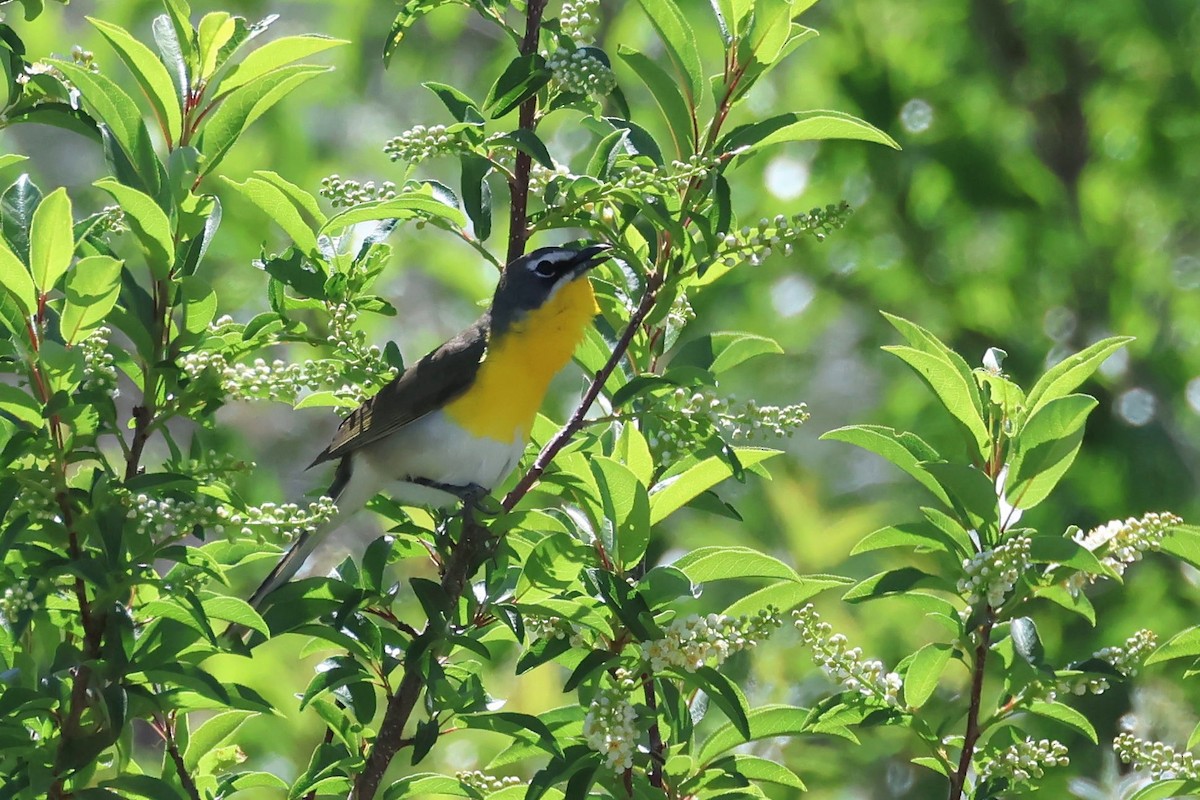 Yellow-breasted Chat - ML619089083