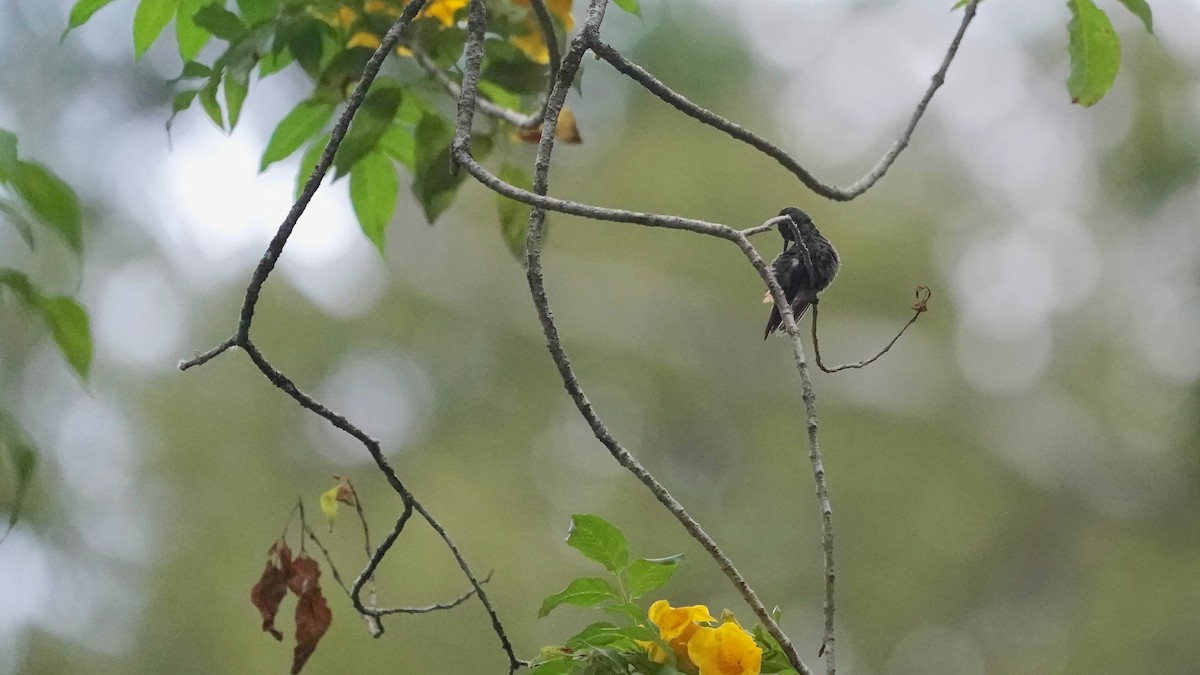 Snowy-bellied Hummingbird - Indira Thirkannad