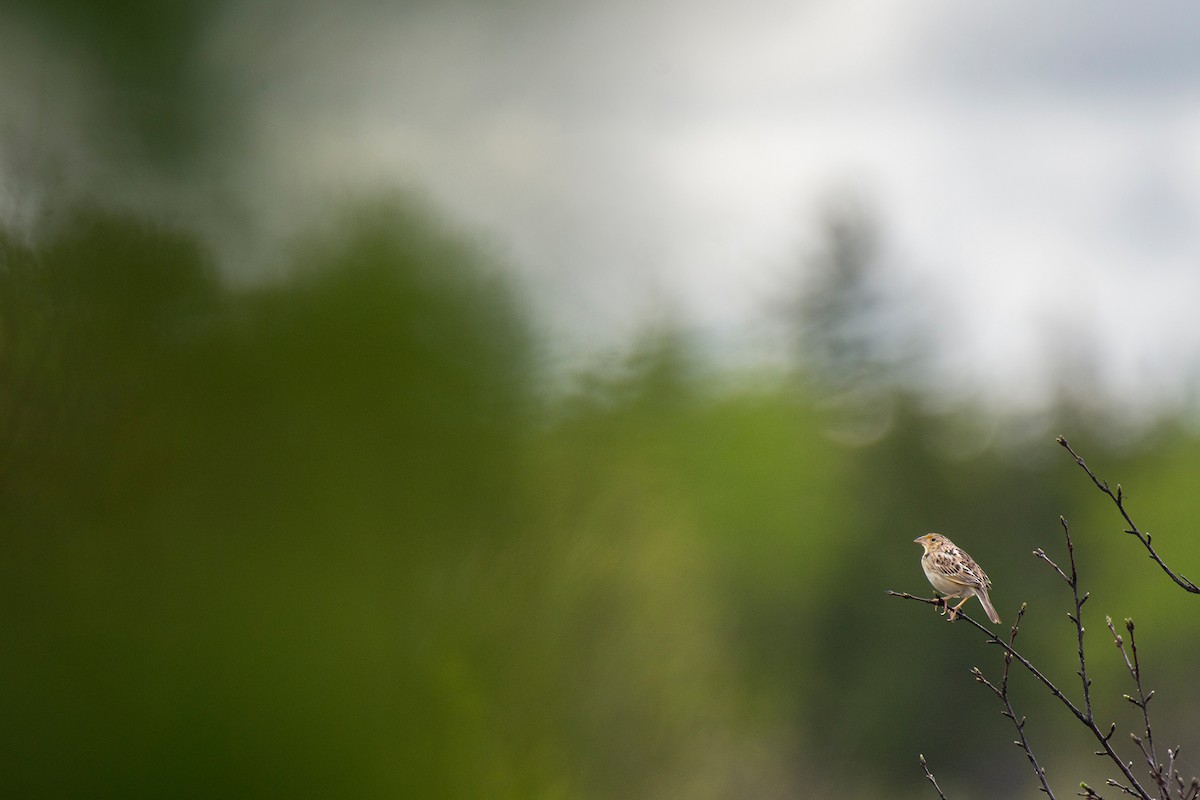 Grasshopper Sparrow - ML619089094