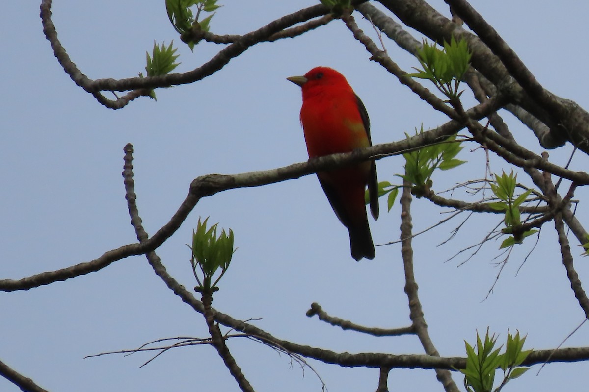 Scarlet Tanager - ML619089099