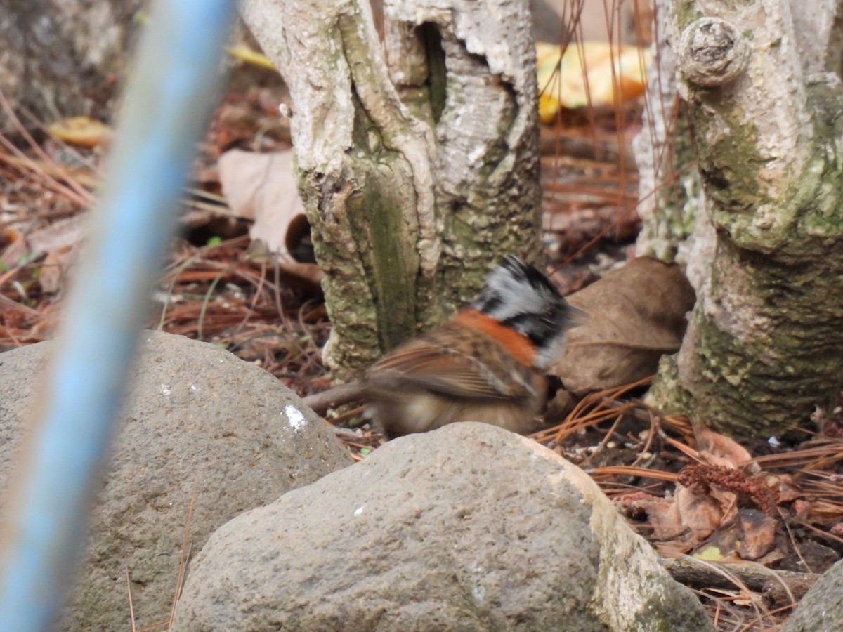 Rufous-collared Sparrow - ML619089109