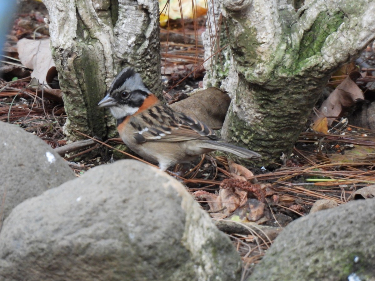 Rufous-collared Sparrow - ML619089110