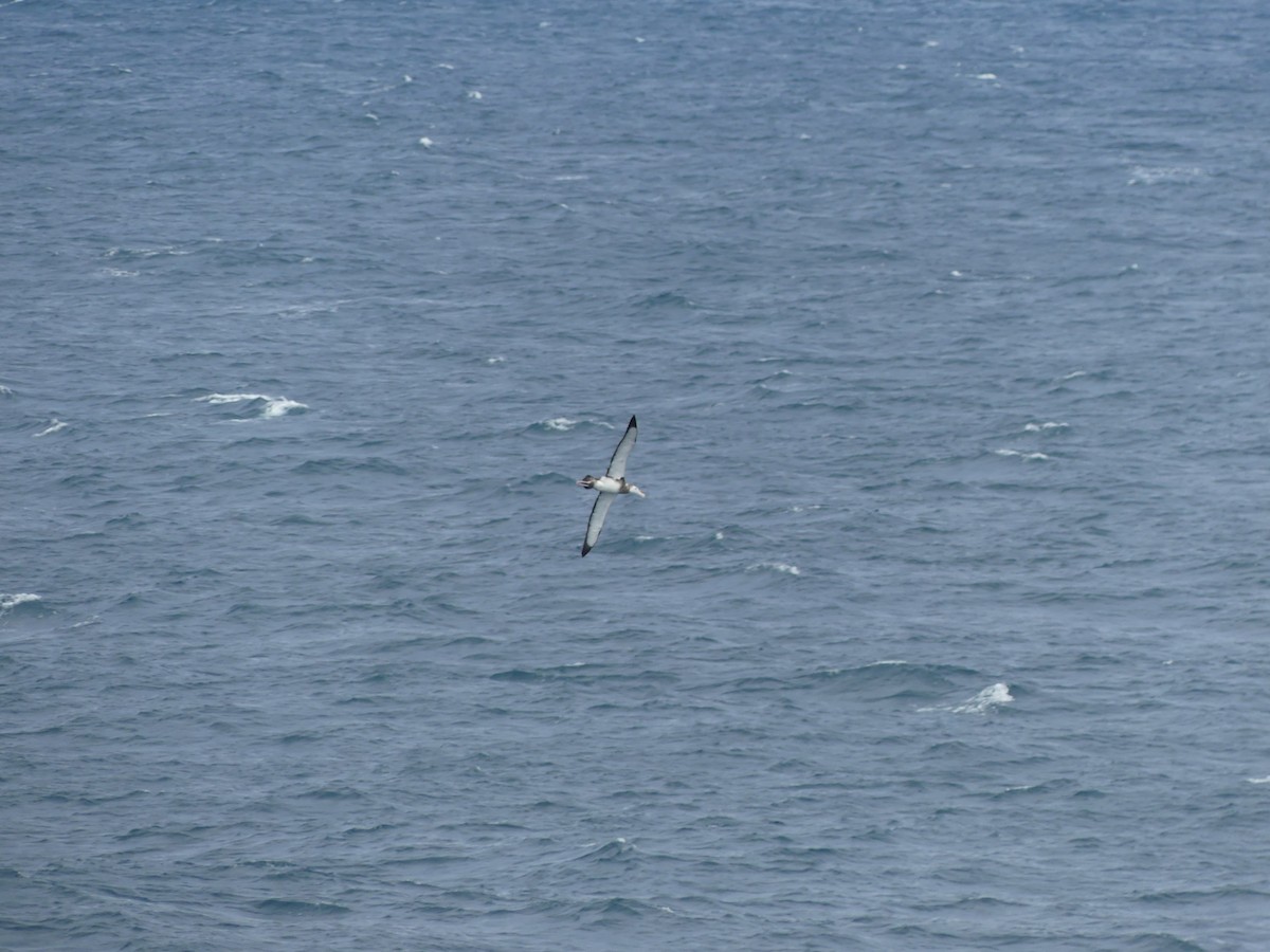 Albatros des Antipodes - ML619089115