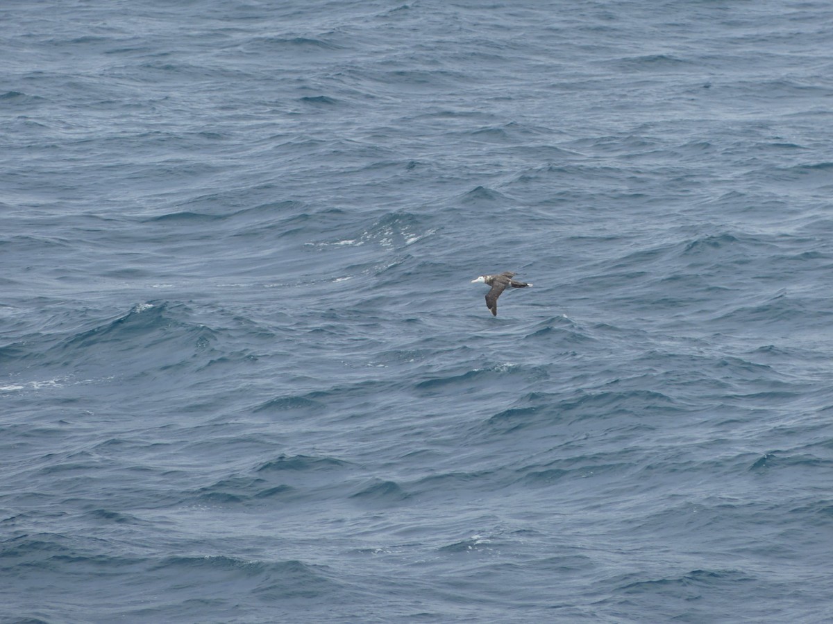 Antipodean Albatross - ML619089117