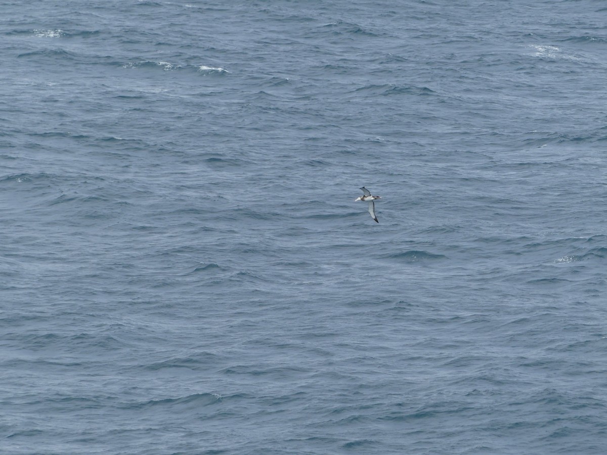 albatros jižní - ML619089118