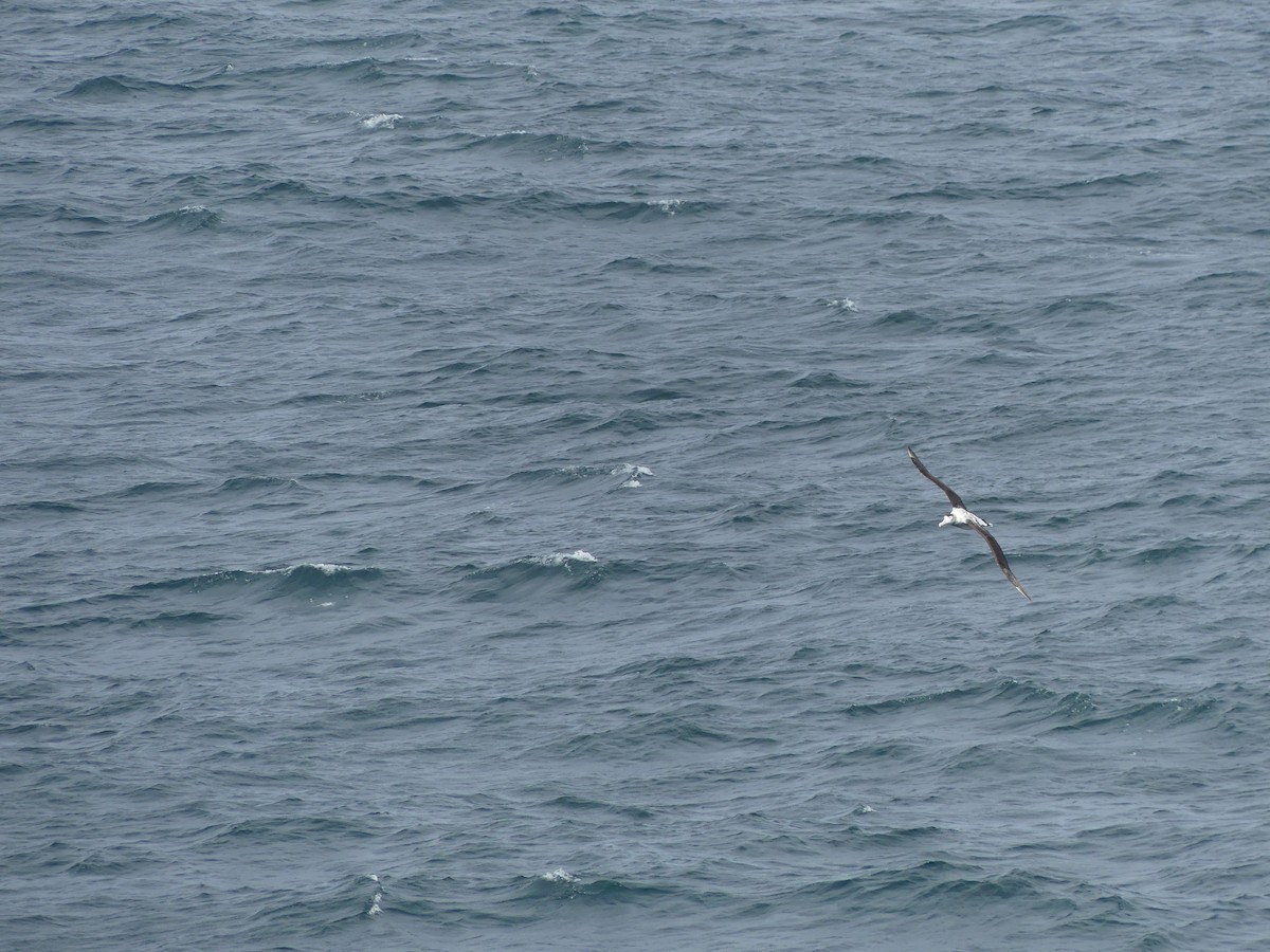 Antipodean Albatross - ML619089119