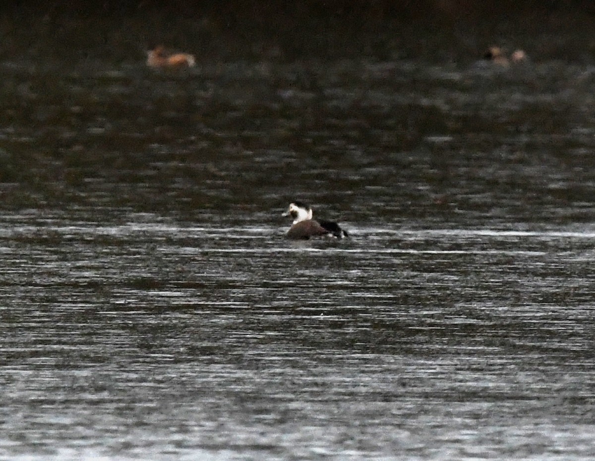 Long-tailed Duck - ML619089153