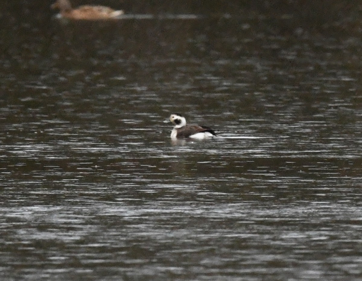 Long-tailed Duck - ML619089154