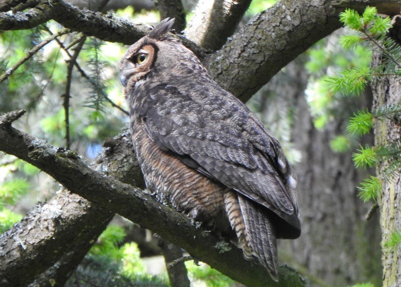 Great Horned Owl - ML619089173