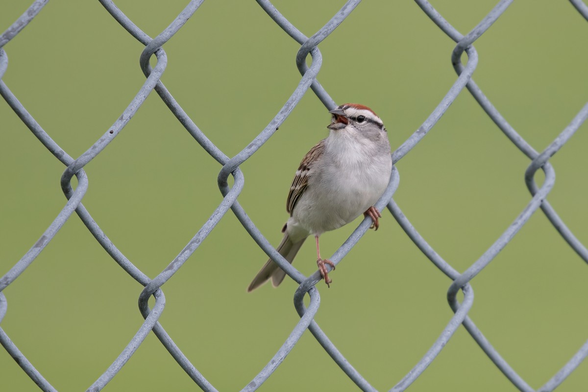 Chipping Sparrow - ML619089260