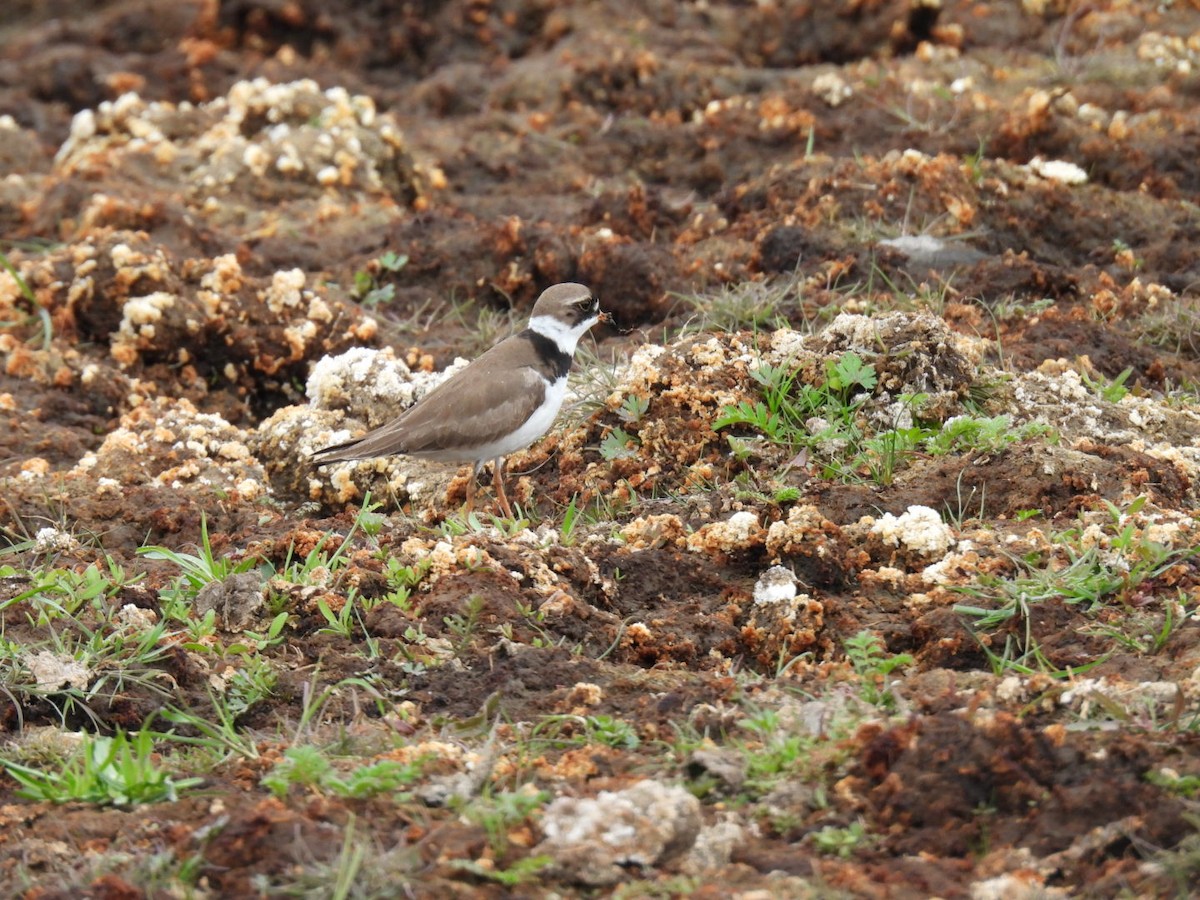 Semipalmated Plover - ML619089275