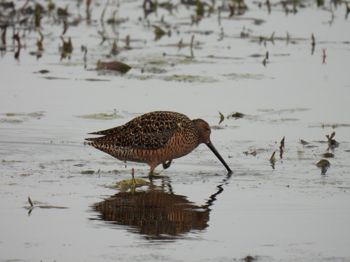 Long-billed Dowitcher - ML619089294