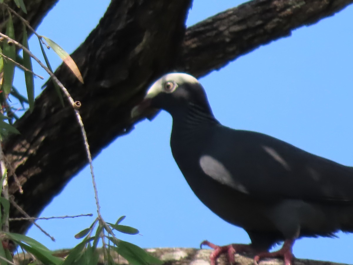 White-crowned Pigeon - ML619089303