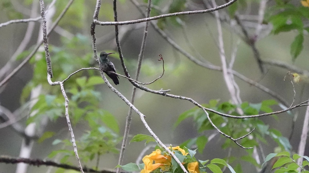 Rufous-tailed Hummingbird - ML619089374