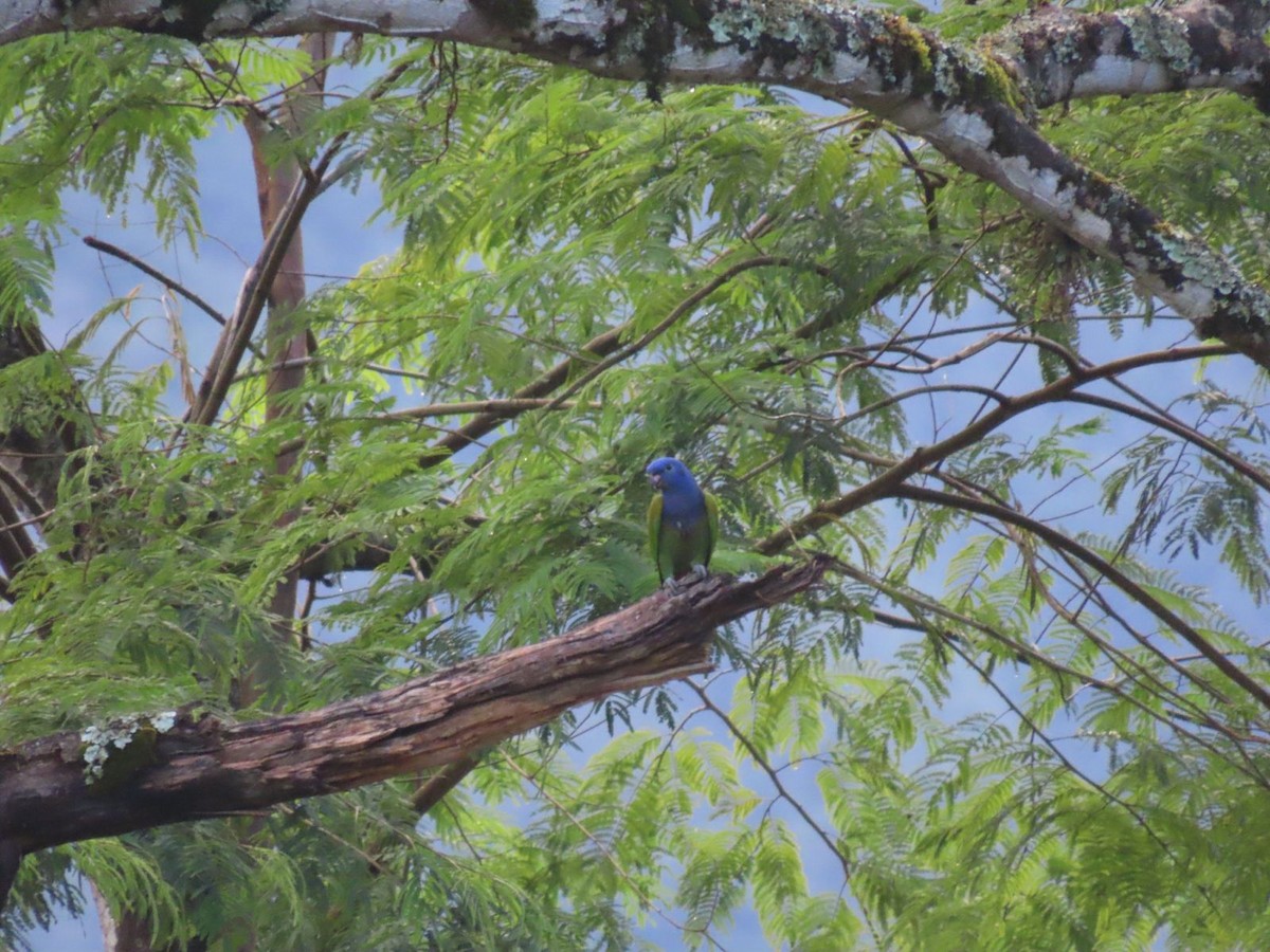 Blue-headed Parrot - ML619089424