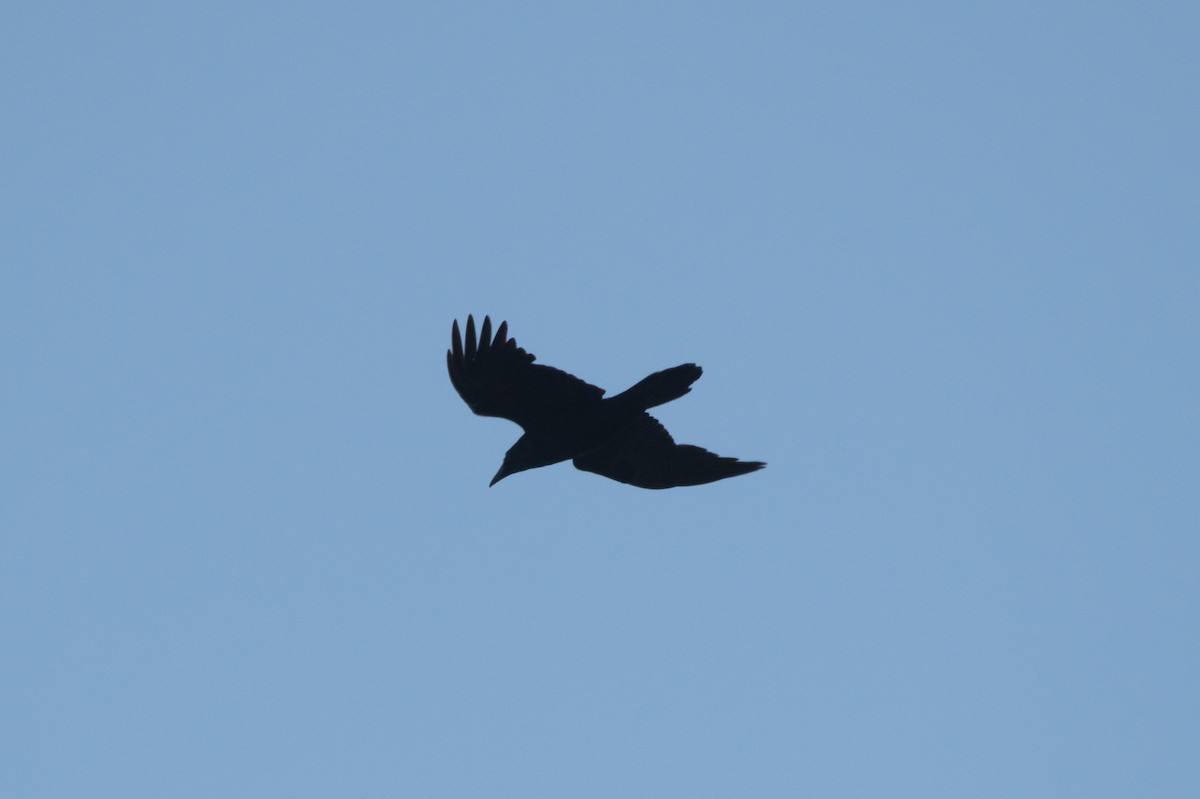 Common Raven - C  Thorn