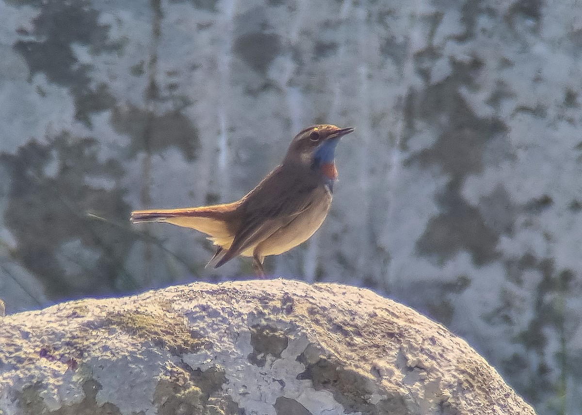 Bluethroat (Red-spotted) - ML619089445