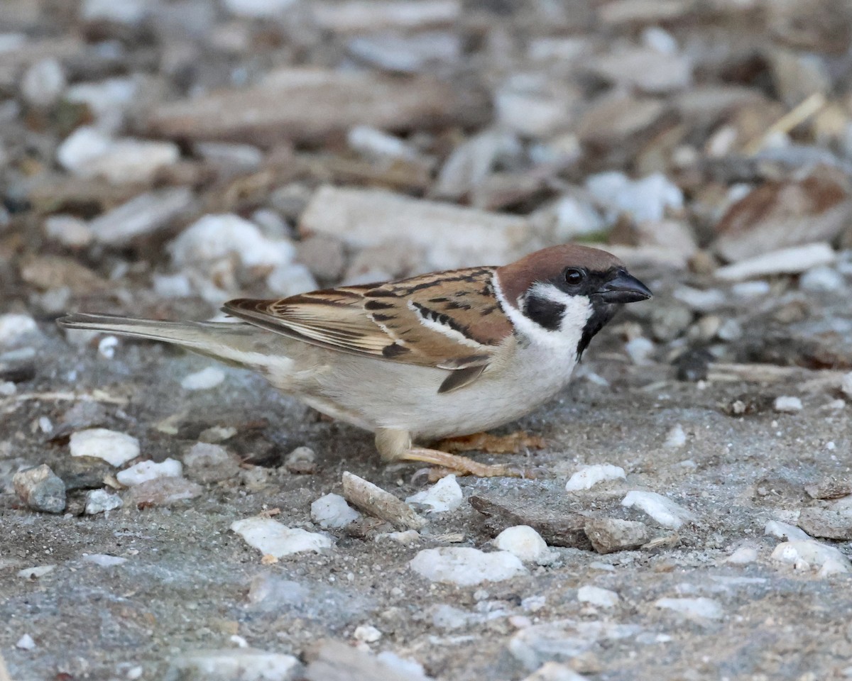 Eurasian Tree Sparrow - ML619089449