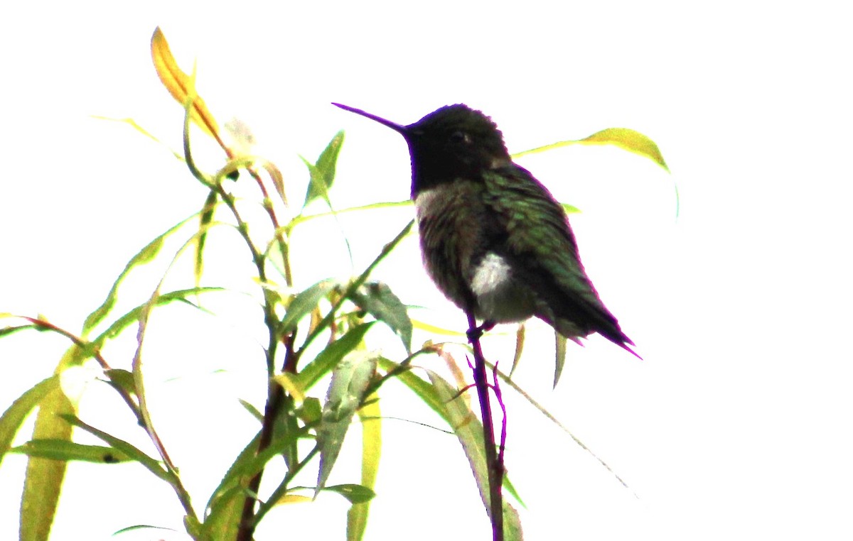 Ruby-throated Hummingbird - Susan Boyce