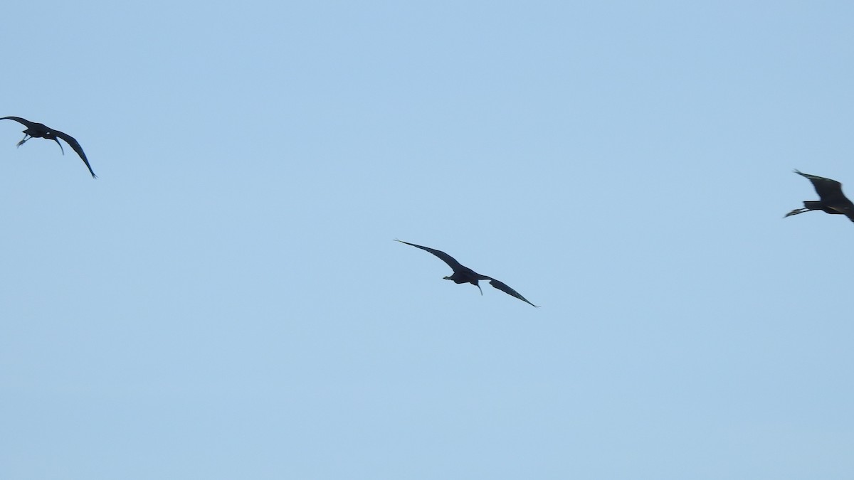 ibis hnědý - ML619089580
