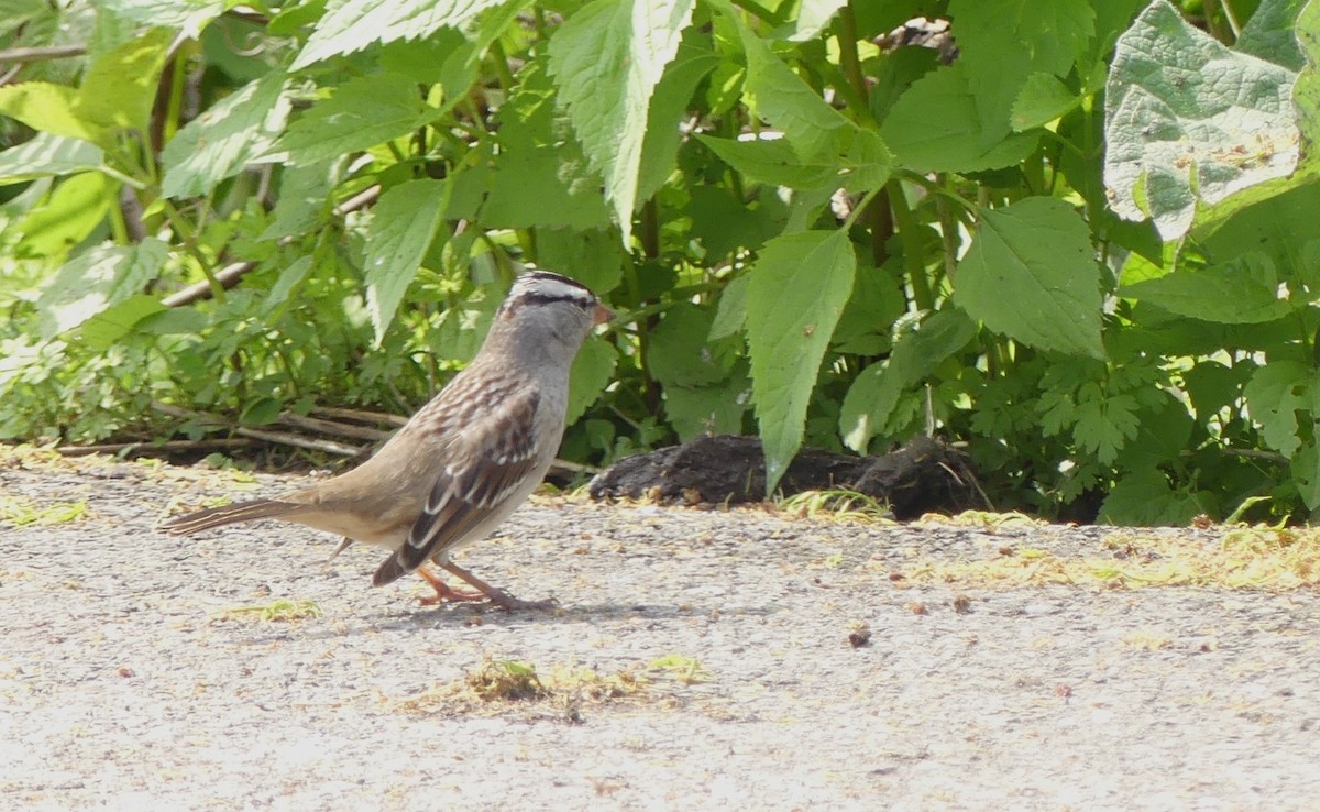 White-crowned Sparrow - ML619089581