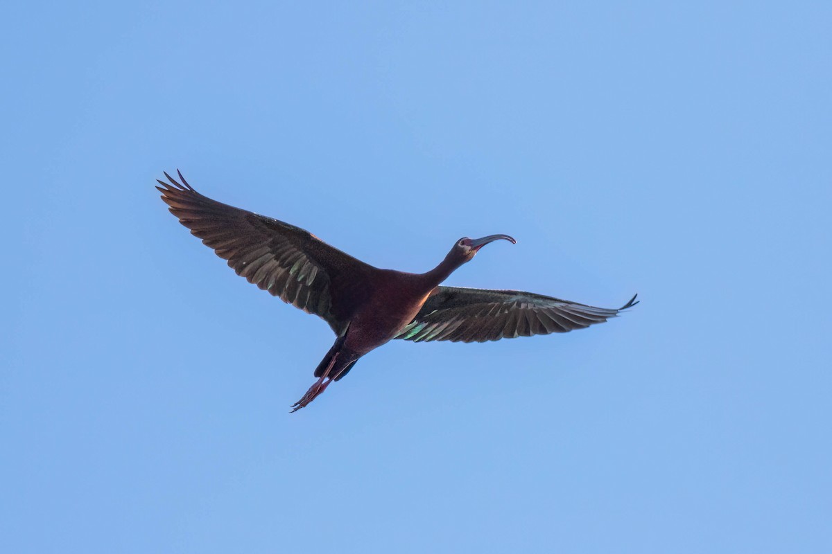 ibis americký - ML619089607