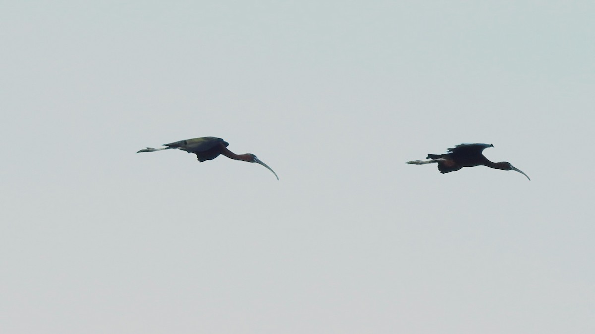 ibis hnědý - ML619089633