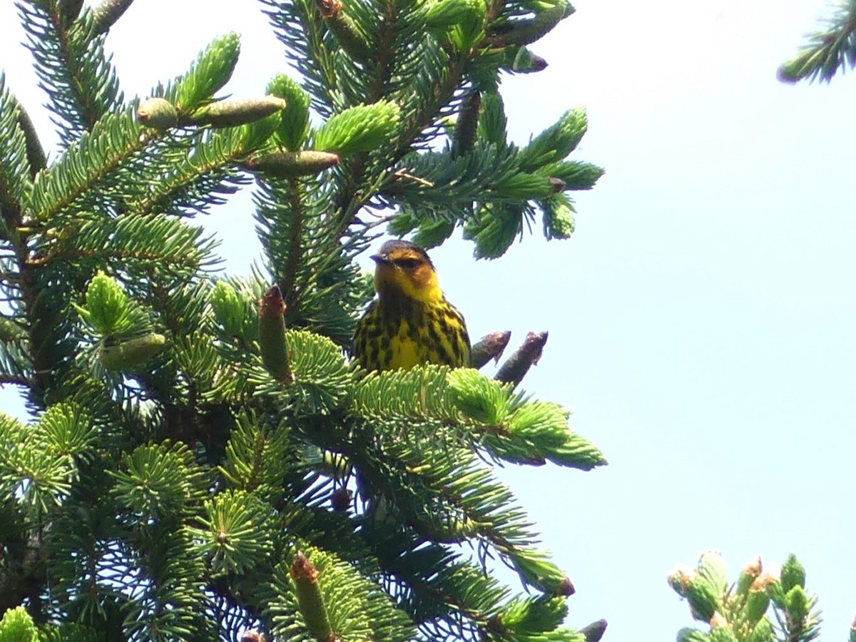 Cape May Warbler - ML619089634
