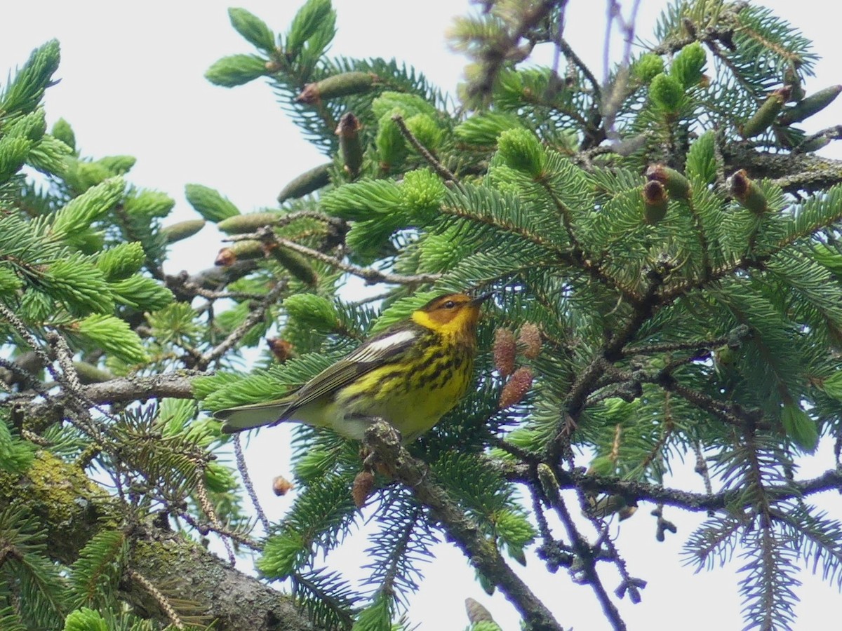 Cape May Warbler - ML619089635