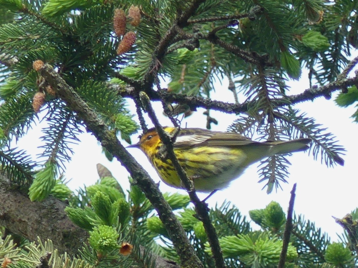 Cape May Warbler - ML619089636