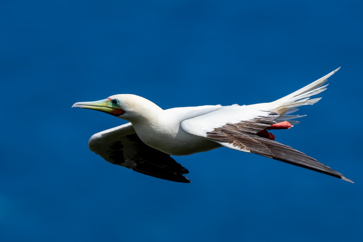 Red-footed Booby - ML619089641
