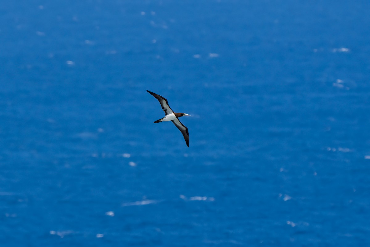 Brown Booby - ML619089645
