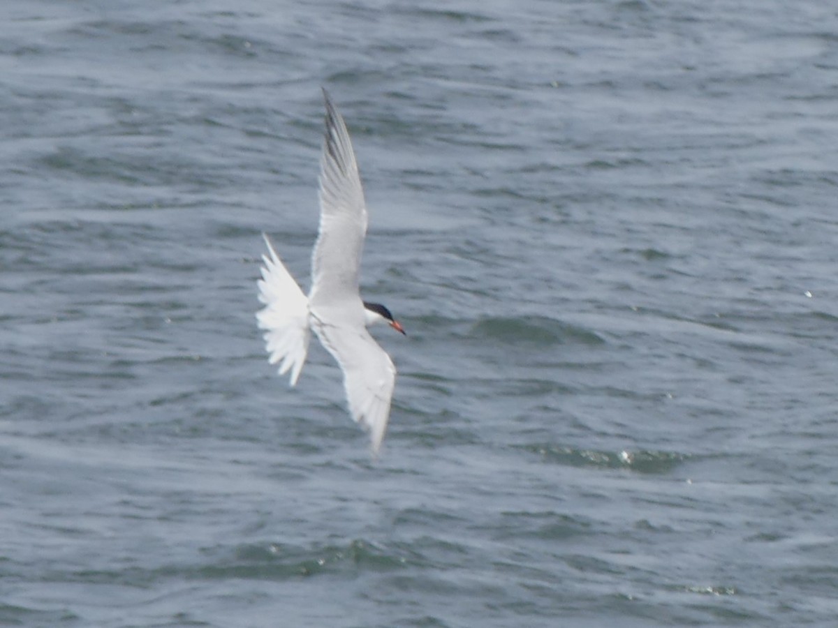 Common Tern - ML619089646