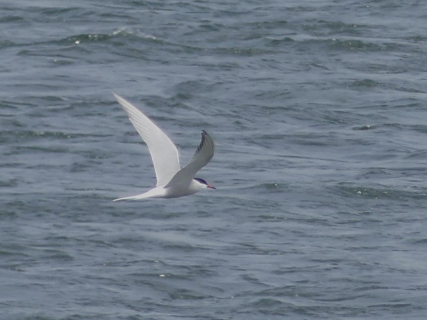 Common Tern - ML619089647
