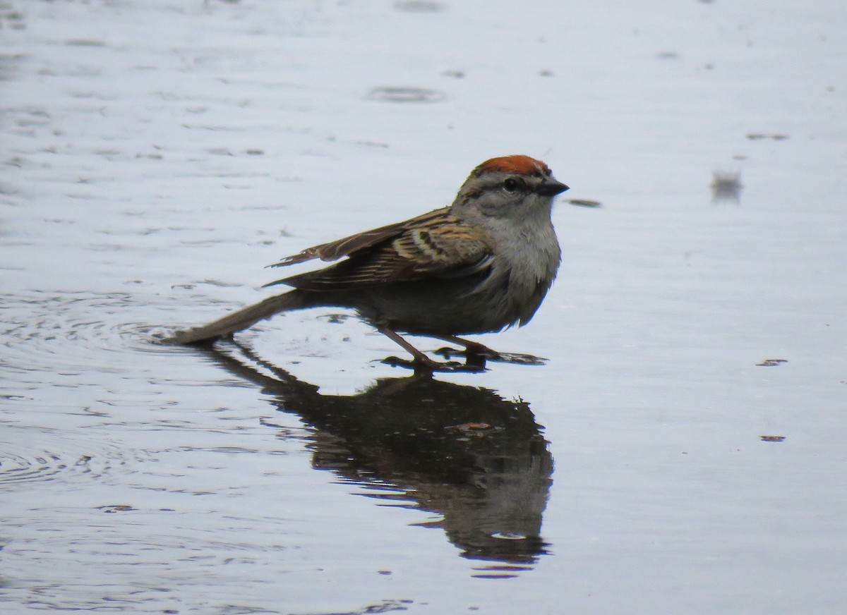 Chipping Sparrow - ML619089650
