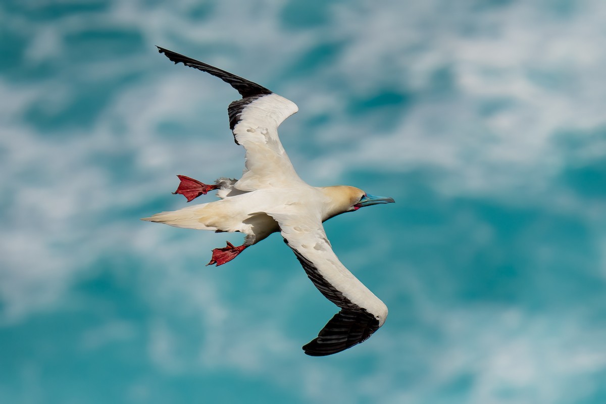 Red-footed Booby - ML619089655