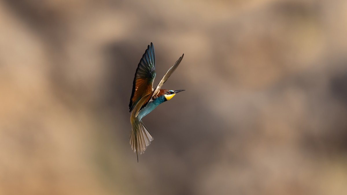 European Bee-eater - ML619089662