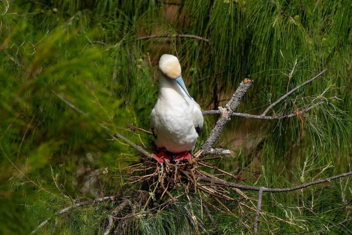 Red-footed Booby - ML619089670