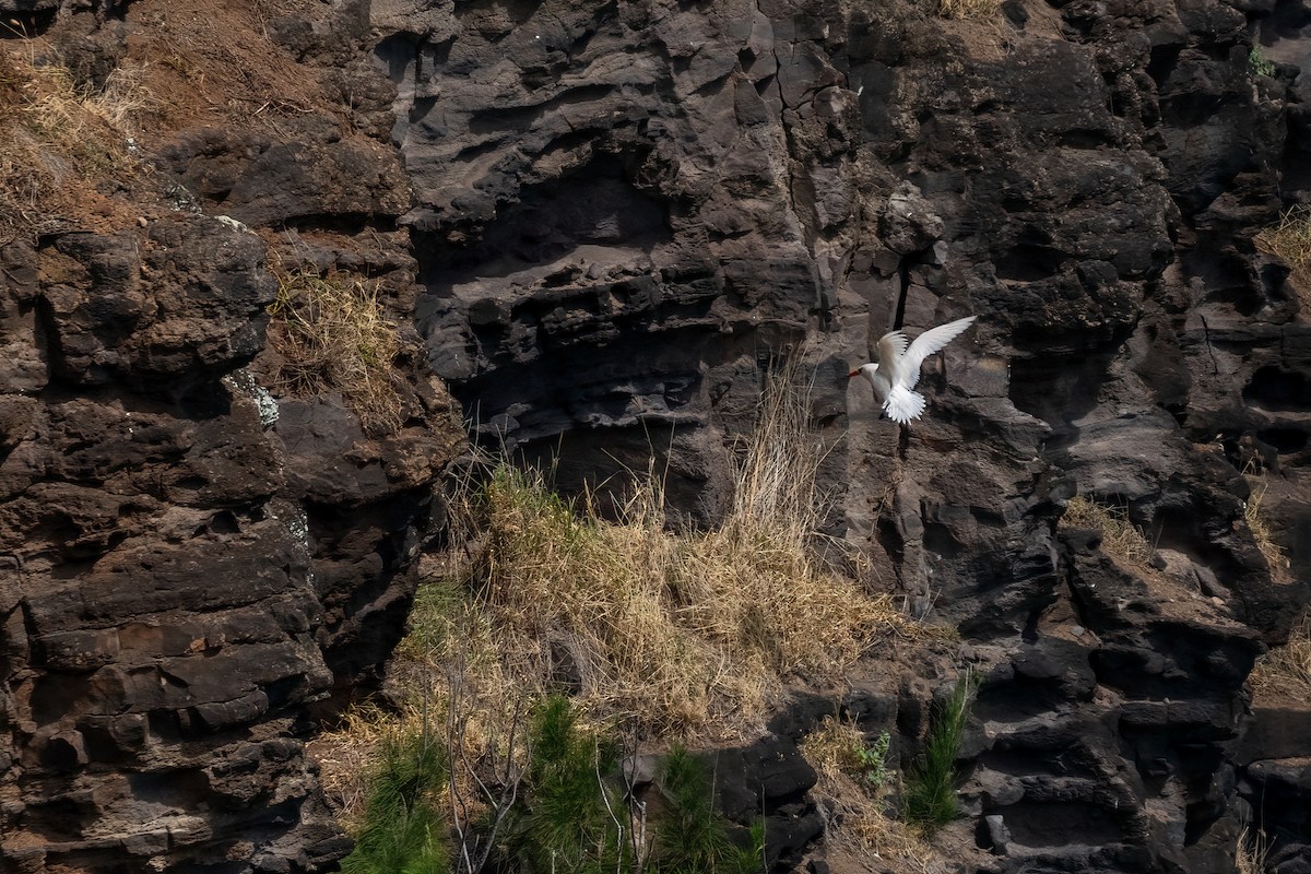 Red-tailed Tropicbird - ML619089691