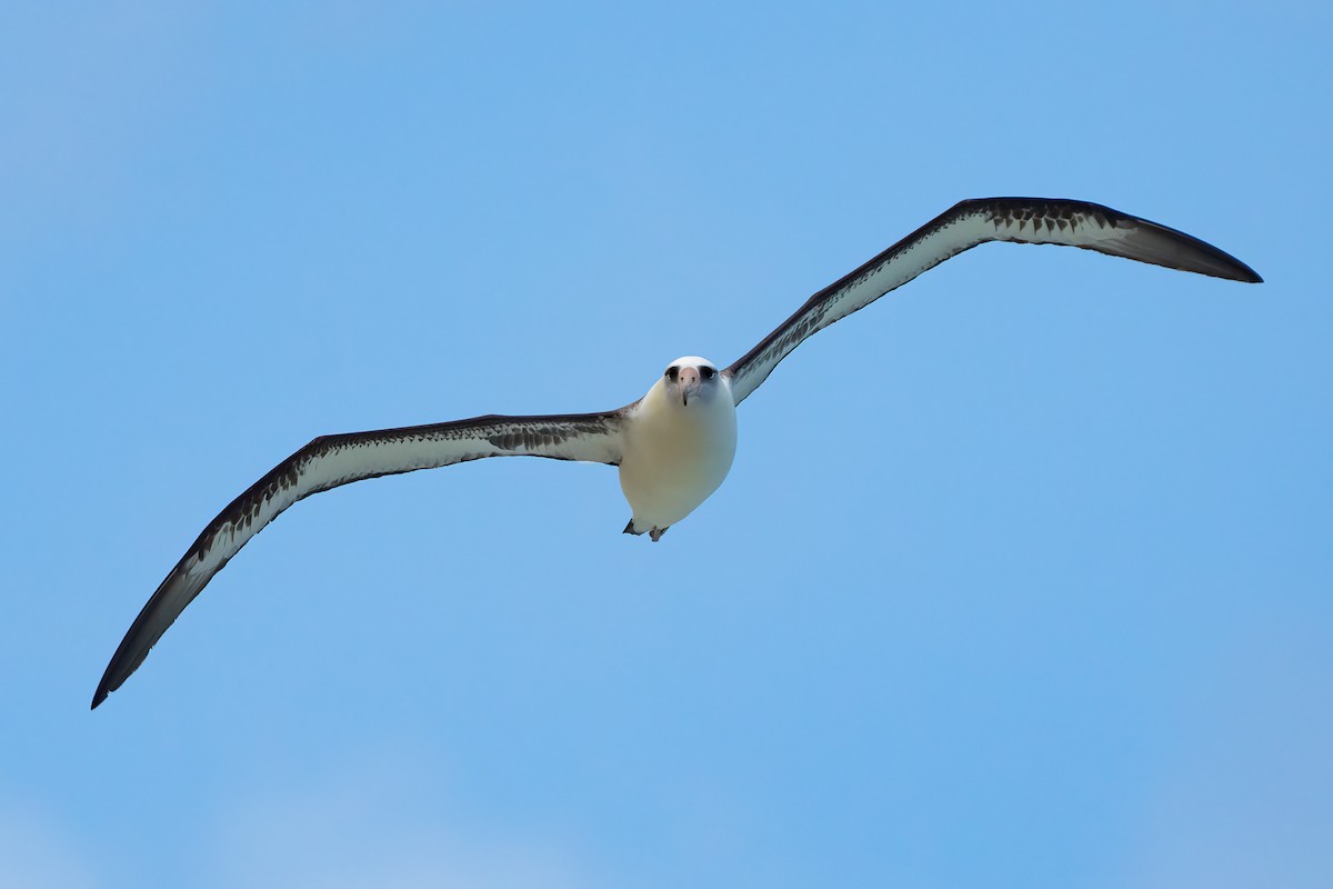 albatros laysanský - ML619089724