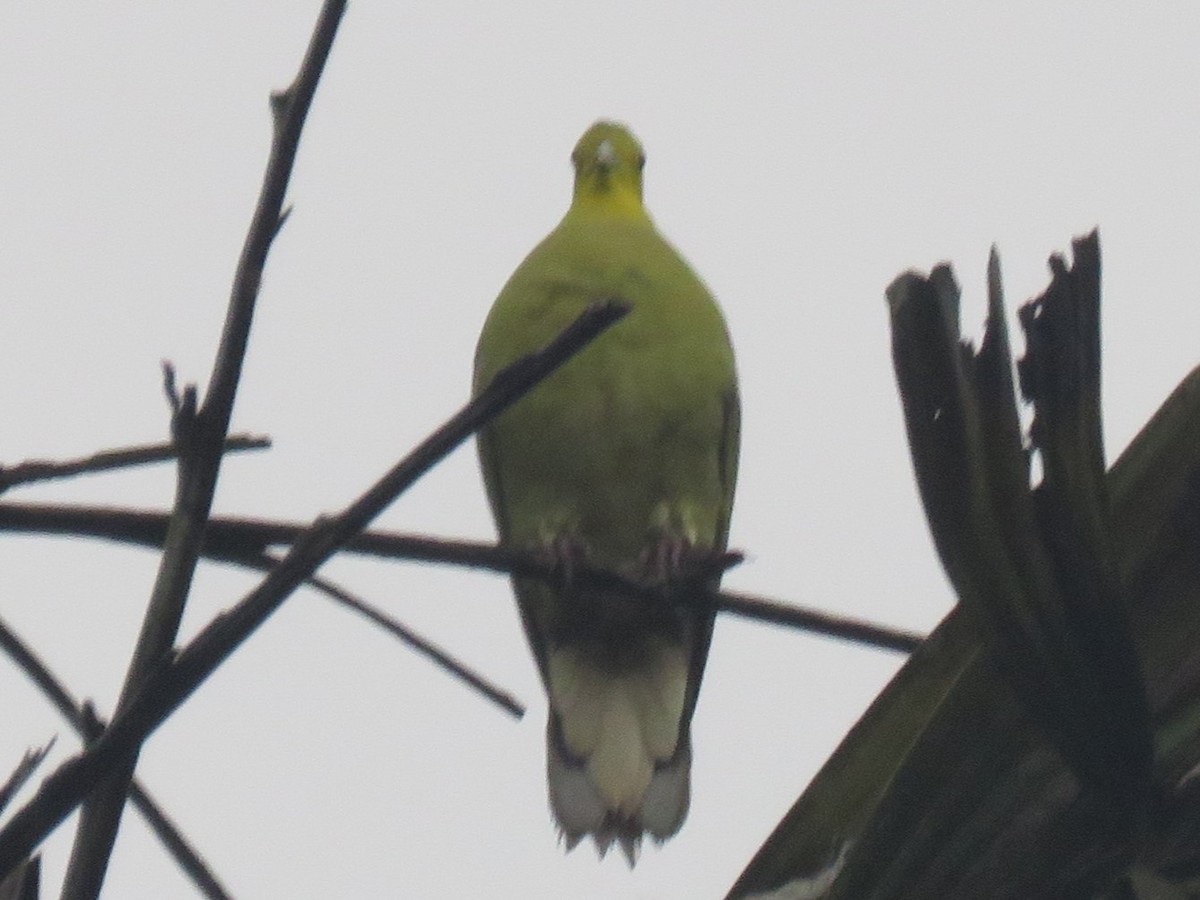 Цейлонский зелёный голубь - ML619089783