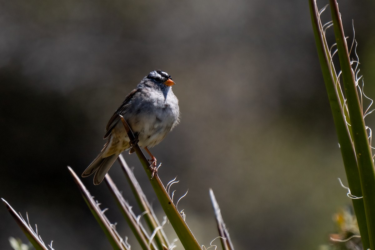 White-crowned Sparrow - ML619089798