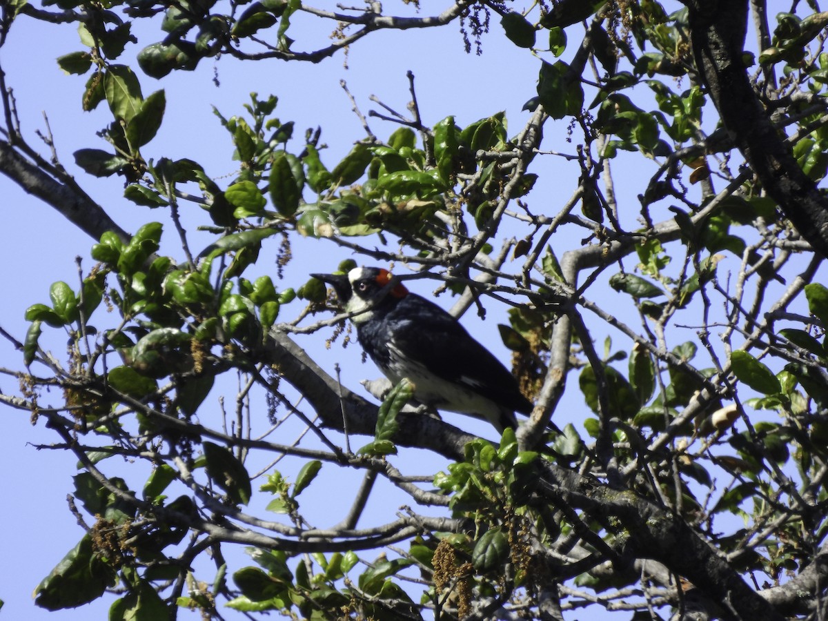 Acorn Woodpecker - ML619089827