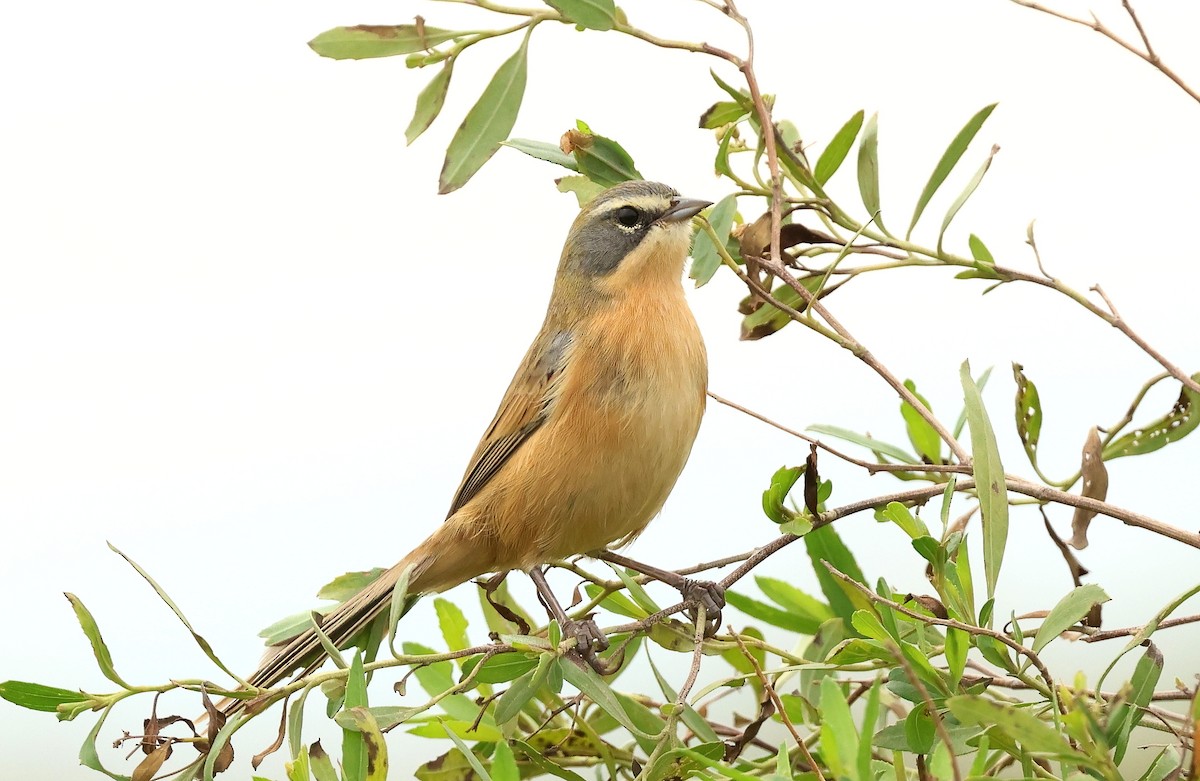 Long-tailed Reed Finch - ML619089835